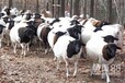 厂家直销黑山羊养殖基地育肥黑山羊肉羊黑羊羊羔送货上门