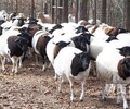 綿羊價格種羊肉羊養殖場高腿小尾寒羊多少錢一只湖羊批發