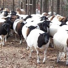 纯种努比亚黑山羊羊羔活体亳州黑山羊种公羊成年怀孕母羊包教技术图片