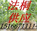 供12公分法桐樹價格15公分法桐樹價格18公分速生法桐