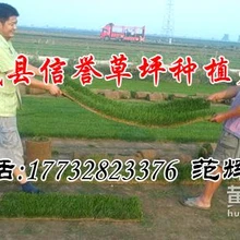 邯鄲草皮高羊茅草籽壽命草籽多少錢一平方米