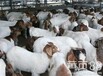 安徽铜陵肉羊养殖
