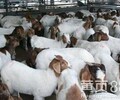 放養白山羊山羊羊苗批發今年白山羊的市場價格