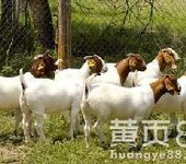 波尔山羊肉羊出售养羊基地肉羊价格美国白山羊养殖