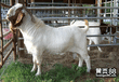 出售波尔山羊一只价格美国白山羊养殖场