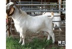 出售波爾山羊一只價格美國白山羊養殖場