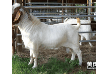 绵羊价格种羊肉羊养殖场高腿小尾寒羊多少钱一只黑山羊养殖