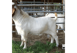 出售多品种波尔山羊肉羊波尔山羊羊羔肉羊养殖场供应图片