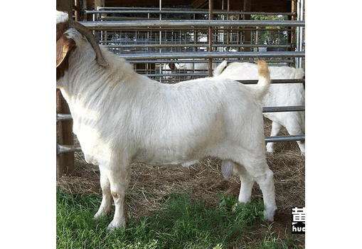 绵羊体型比山羊体型大肉羊养殖技术指导免费送