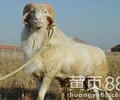 安徽芜湖小尾寒羊圈养技术