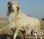 肉羊价格波尔山羊养羊场小尾寒羊养羊基地2019年养羊的利润