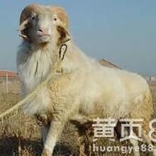 黑山羊养殖基地低价出售肉羊养殖山羊品种齐全图片