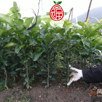 重庆可以种植三红蜜柚吗重庆三红蜜柚苗三红柚子苗基地