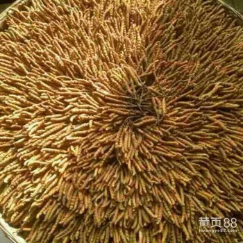 北京回收冬虫夏草价格多少，回收东阿阿胶