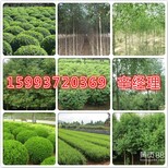汝州出售白皮松/桂花树价格/报价图片1